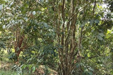 TANAH KEBUN BUAH-BUAHAN UNTUK DIJUAL DI KAMPUNG SERI BANDI, KEMAMAN, TERENGGANU