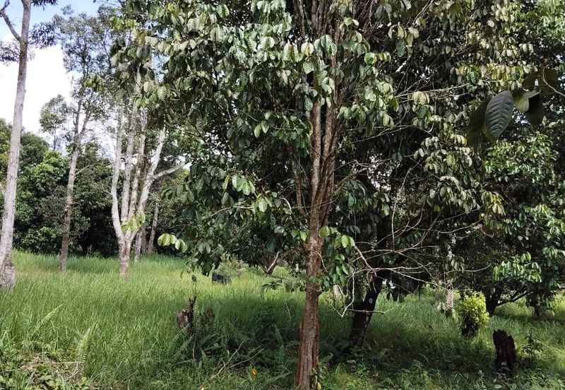 TANAH KEBUN BUAH-BUAHAN UNTUK DIJUAL DI KAMPUNG SERI BANDI, KEMAMAN, TERENGGANU
