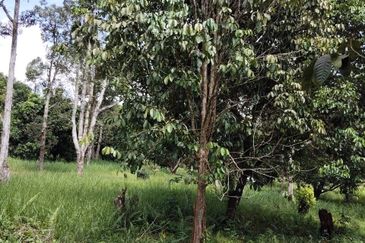 TANAH KEBUN BUAH-BUAHAN UNTUK DIJUAL DI KAMPUNG SERI BANDI, KEMAMAN, TERENGGANU