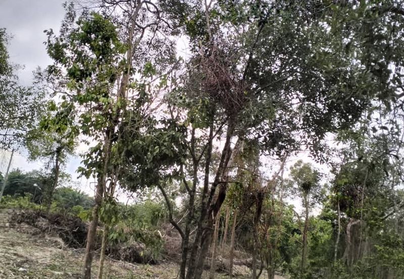 TANAH PERTANIAN UNTUK DIJUAL DI JALAN PAMAN - IBOK, CHUKAI, KEMAMAN, TERENGGANU