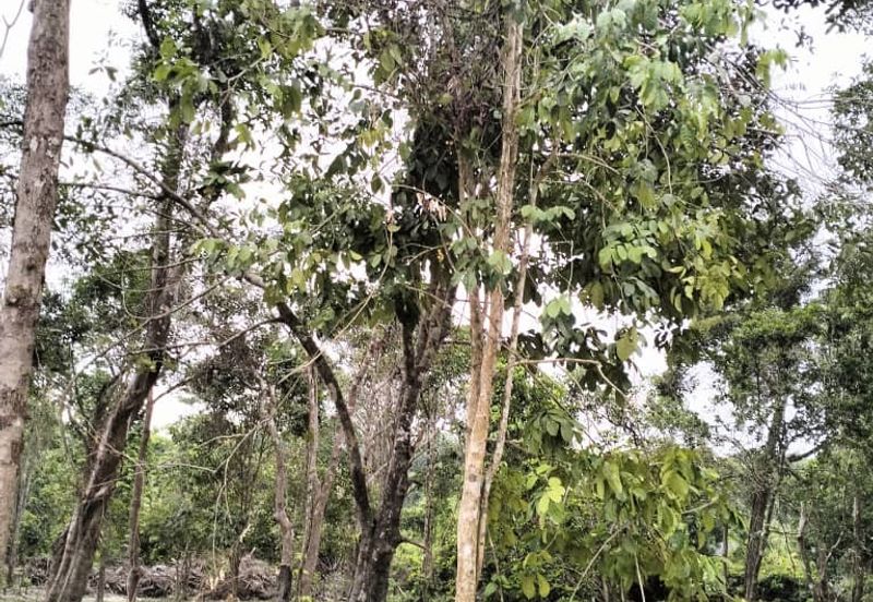 TANAH PERTANIAN UNTUK DIJUAL DI JALAN PAMAN - IBOK, CHUKAI, KEMAMAN, TERENGGANU