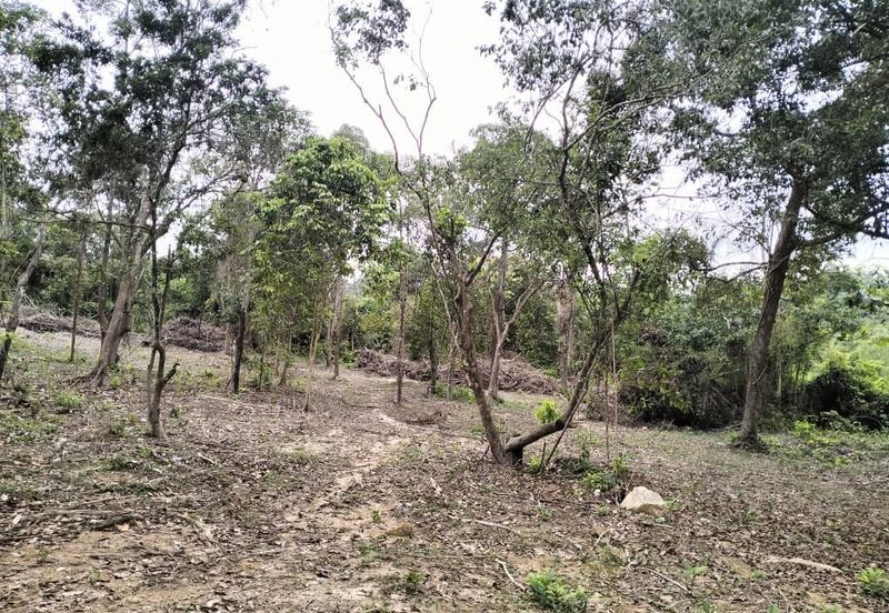 TANAH PERTANIAN UNTUK DIJUAL DI JALAN PAMAN - IBOK, CHUKAI, KEMAMAN, TERENGGANU