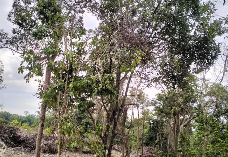 TANAH PERTANIAN UNTUK DIJUAL DI JALAN PAMAN - IBOK, CHUKAI, KEMAMAN, TERENGGANU