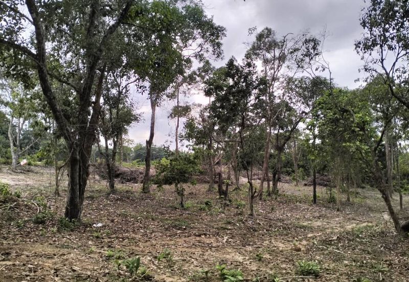 TANAH PERTANIAN UNTUK DIJUAL DI JALAN PAMAN - IBOK, CHUKAI, KEMAMAN, TERENGGANU