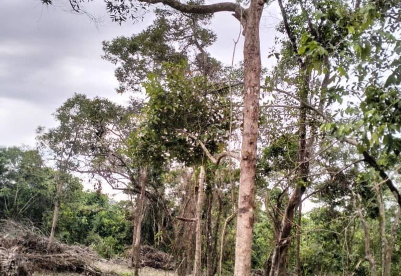 TANAH PERTANIAN UNTUK DIJUAL DI JALAN PAMAN - IBOK, CHUKAI, KEMAMAN, TERENGGANU