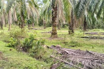 TANAH LOT PERTANIAN DI MAK LAGAM, KEMAMAN, TERENGGANU UNTUK DIJUAL