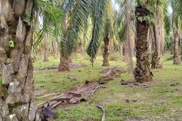 TANAH LOT PERTANIAN DI MAK LAGAM, KEMAMAN, TERENGGANU UNTUK DIJUAL