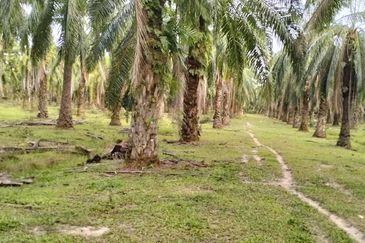 TANAH LOT PERTANIAN DI MAK LAGAM, KEMAMAN, TERENGGANU UNTUK DIJUAL