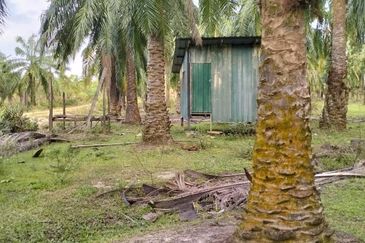 TANAH LOT PERTANIAN DI MAK LAGAM, KEMAMAN, TERENGGANU UNTUK DIJUAL