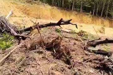 11 LOT TANAH PERUMAHAN UNTUK DIJUAL DI JALAN UTAMA KUALA BERANG, HULU TERENGGANU, TERENGGANU