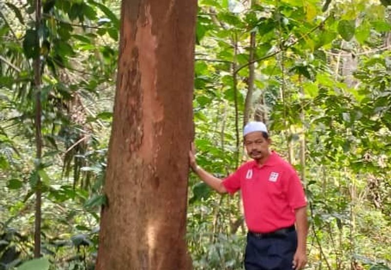 3 LOT TANAH KEBUN UNTUK DIJUAL DI PASIR GAJAH, KEMAMAN, TERENGGANU