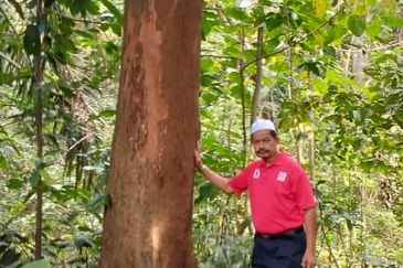 3 LOT TANAH KEBUN UNTUK DIJUAL DI PASIR GAJAH, KEMAMAN, TERENGGANU