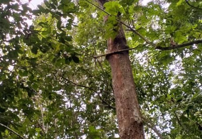 3 LOT TANAH KEBUN UNTUK DIJUAL DI PASIR GAJAH, KEMAMAN, TERENGGANU