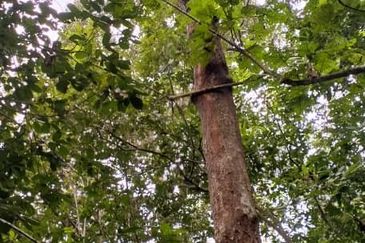 3 LOT TANAH KEBUN UNTUK DIJUAL DI PASIR GAJAH, KEMAMAN, TERENGGANU