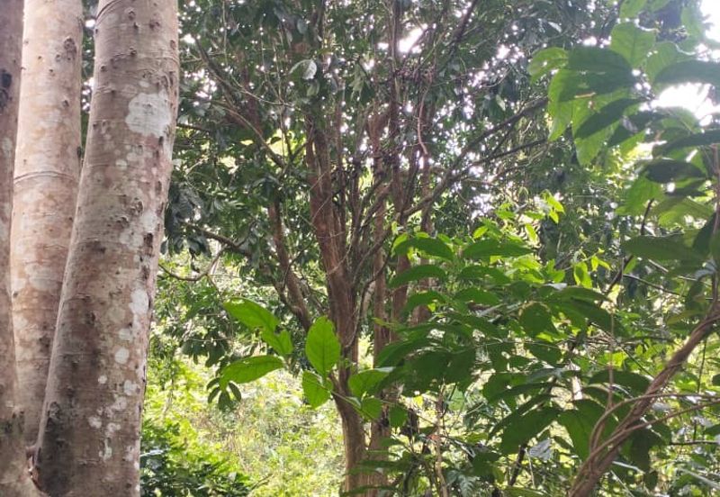 3 LOT TANAH KEBUN UNTUK DIJUAL DI PASIR GAJAH, KEMAMAN, TERENGGANU