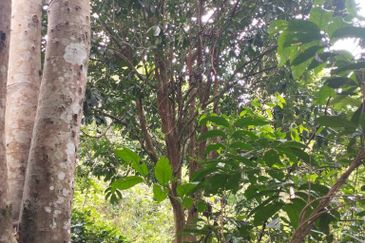 3 LOT TANAH KEBUN UNTUK DIJUAL DI PASIR GAJAH, KEMAMAN, TERENGGANU