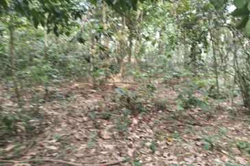 3 LOT TANAH KEBUN UNTUK DIJUAL DI PASIR GAJAH, KEMAMAN, TERENGGANU