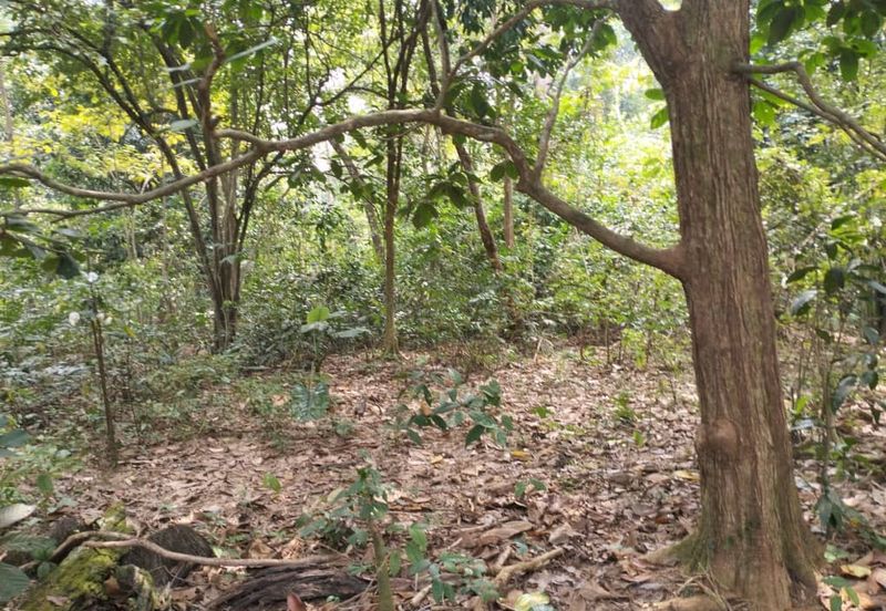 3 LOT TANAH KEBUN UNTUK DIJUAL DI PASIR GAJAH, KEMAMAN, TERENGGANU