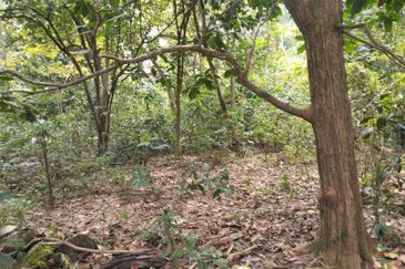3 LOT TANAH KEBUN UNTUK DIJUAL DI PASIR GAJAH, KEMAMAN, TERENGGANU