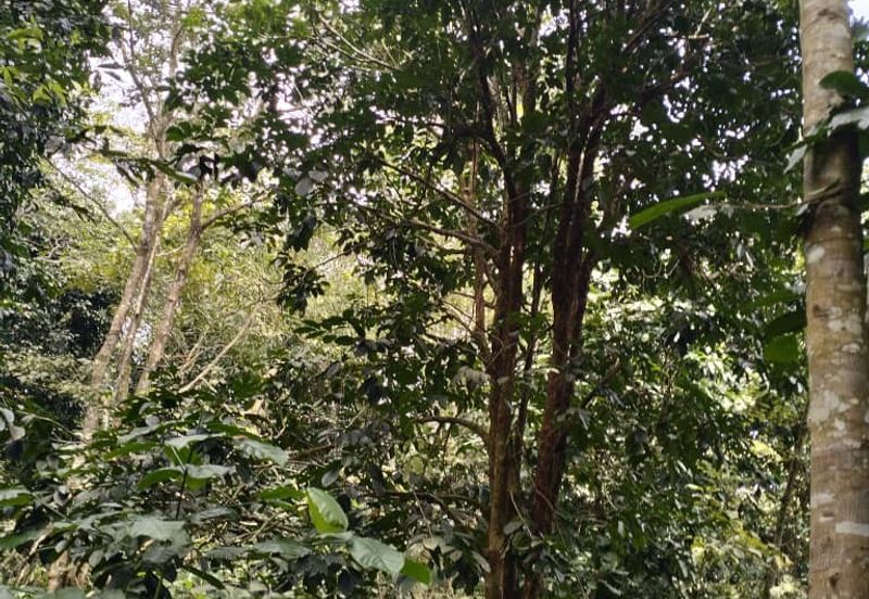 3 LOT TANAH KEBUN UNTUK DIJUAL DI PASIR GAJAH, KEMAMAN, TERENGGANU