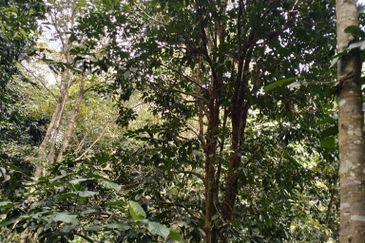 3 LOT TANAH KEBUN UNTUK DIJUAL DI PASIR GAJAH, KEMAMAN, TERENGGANU