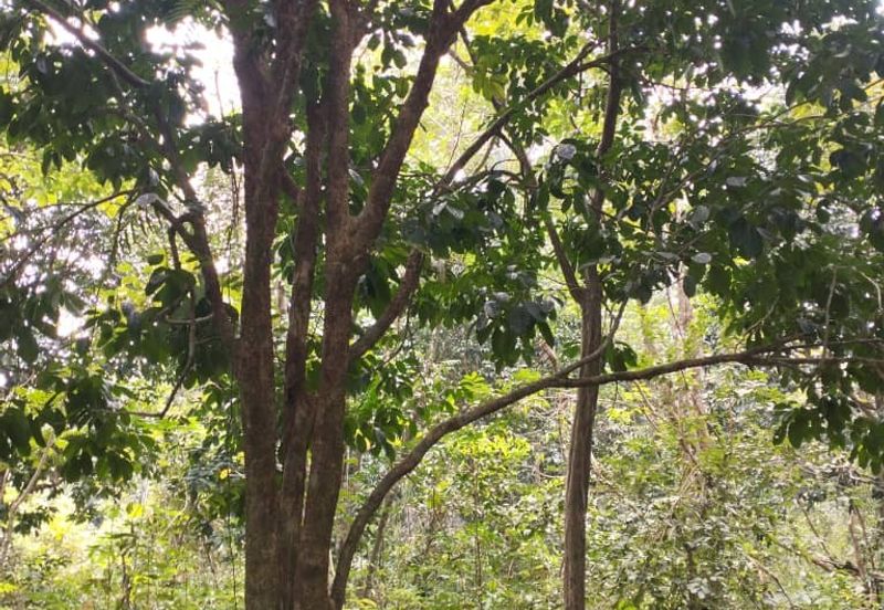 3 LOT TANAH KEBUN UNTUK DIJUAL DI PASIR GAJAH, KEMAMAN, TERENGGANU