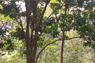 3 LOT TANAH KEBUN UNTUK DIJUAL DI PASIR GAJAH, KEMAMAN, TERENGGANU