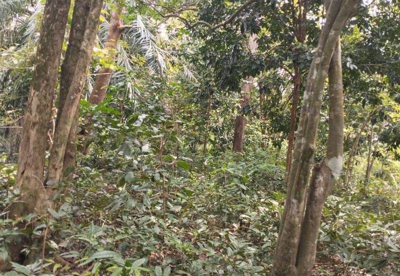 3 LOT TANAH KEBUN UNTUK DIJUAL DI PASIR GAJAH, KEMAMAN, TERENGGANU