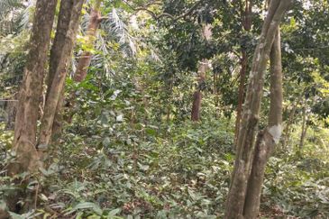 3 LOT TANAH KEBUN UNTUK DIJUAL DI PASIR GAJAH, KEMAMAN, TERENGGANU