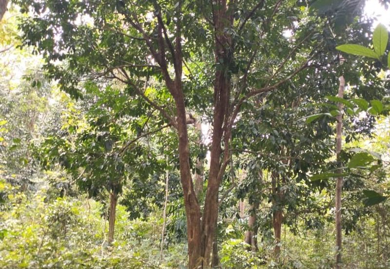 3 LOT TANAH KEBUN UNTUK DIJUAL DI PASIR GAJAH, KEMAMAN, TERENGGANU