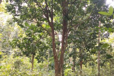 3 LOT TANAH KEBUN UNTUK DIJUAL DI PASIR GAJAH, KEMAMAN, TERENGGANU