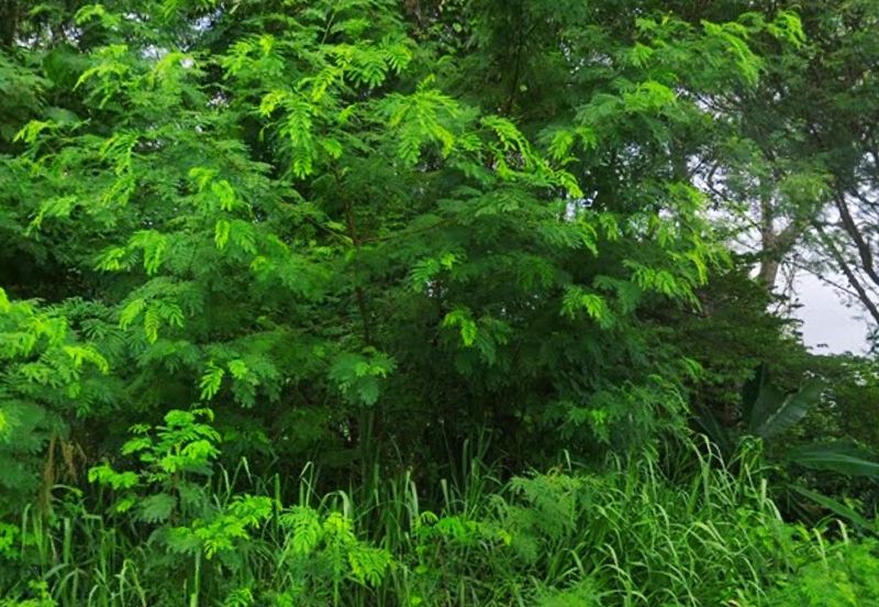 PRIME Freehold Commercial Land Near Residential Rahang Bandar Seremban