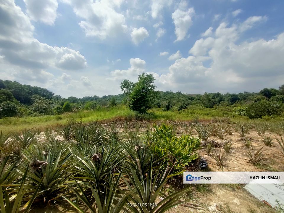 PREMIUM AGRICULTURE LAND RESIDENTIAL ZONING FREEHOLD BUKIT CHERAKAH, SELANGOR, Selangor, Bandar Bukit Raja