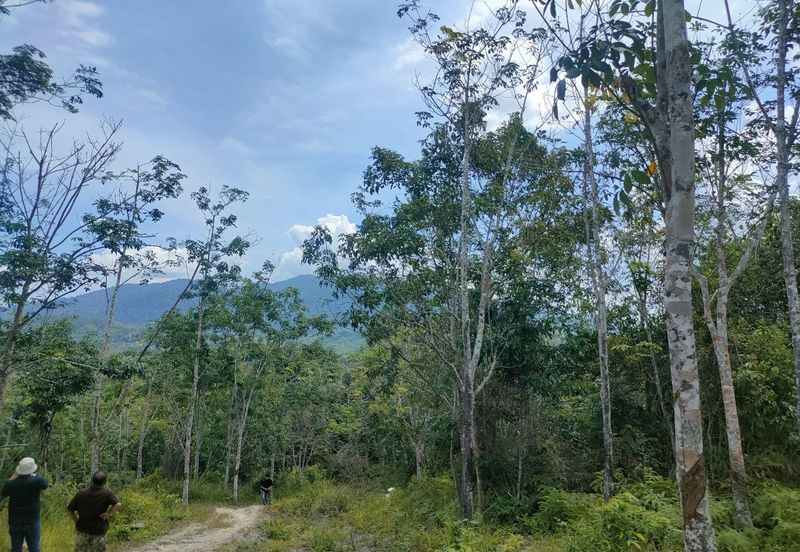 𝗧𝗮𝗻𝗮𝗵 𝗞𝗲𝗯𝘂𝗻 𝗚𝗲𝘁𝗮𝗵 & 𝗗𝘂𝗿𝗶𝗮𝗻 𝟰.𝟱𝟱 𝗘𝗸𝗮𝗿 𝗙𝗥𝗘𝗘𝗛𝗢𝗟𝗗 | 𝗧𝗲𝗿𝗮𝗰𝗵𝗶 | 𝗥𝗠𝟮𝟵𝟬𝗞 | 𝗥𝗢𝗜 ±𝟰.𝟱%/𝘁𝗮𝗵𝘂𝗻