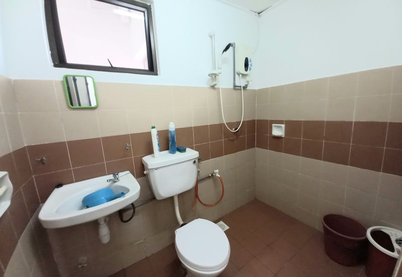 Evergreen Park Acorn and Hazel