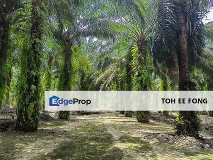 Pekan Nanas Land For Sale, Johor, Pontian