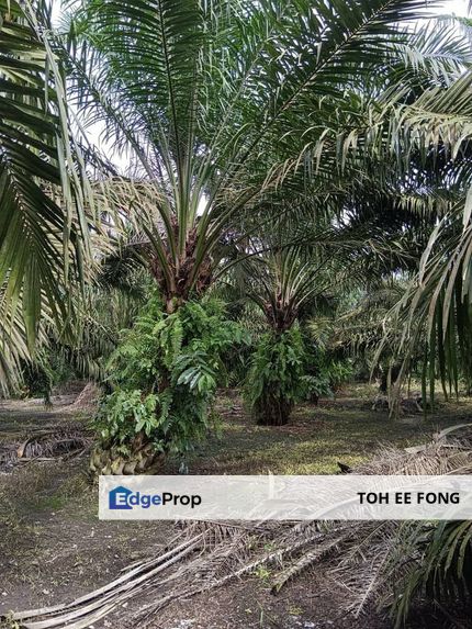 Gelang Patah Agriculture Land For Sale, Johor, Gelang Patah