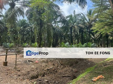 Pontian Agricultural Land Beside Main Road For Sale, Johor, Pontian