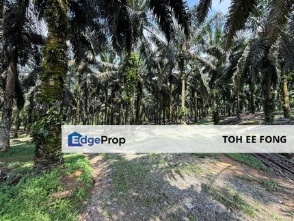 Kota Tinggi Mukim Sedili Besar Tanjung Sedili Agricultural Land For Sale, Johor, Kota Tinggi