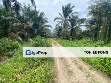 Mukim Ulu Benut Kluang Agricultural Land For Sale, Johor, Kluang