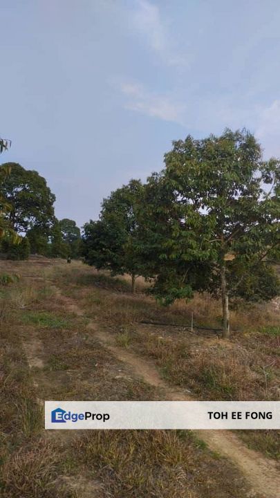 Simpang Pertang Negeri Sembilan Durian Farm For Sale, Negeri Sembilan, Jelebu