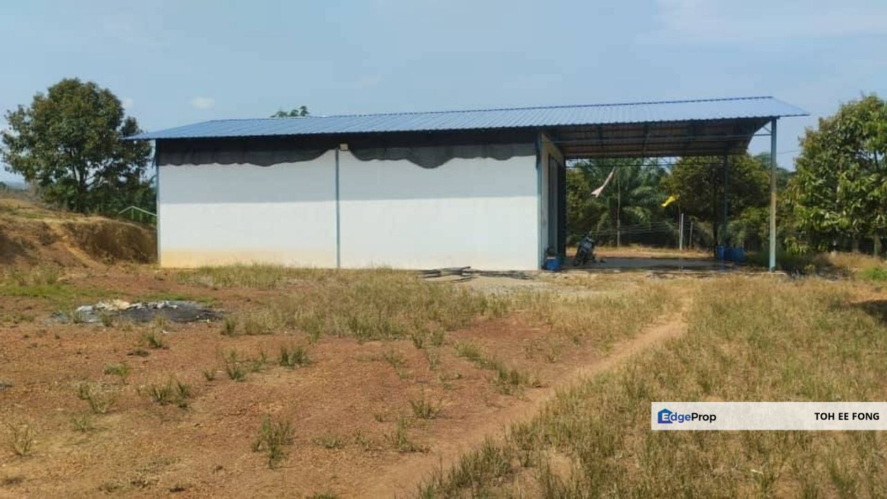 Simpang Pertang Negeri Sembilan Durian Farm For Sale, Negeri Sembilan, Jelebu