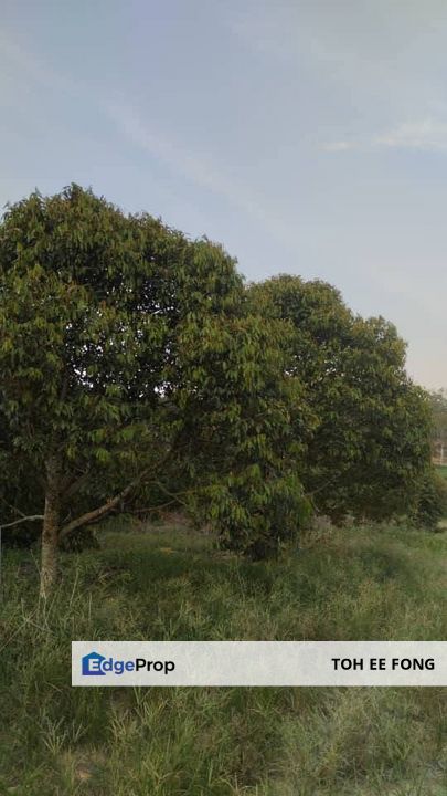 Simpang Pertang Negeri Sembilan Durian Farm For Sale, Negeri Sembilan, Jelebu