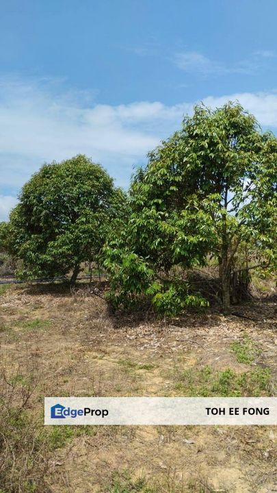 Simpang Pertang Negeri Sembilan Durian Farm For Sale, Negeri Sembilan, Jelebu