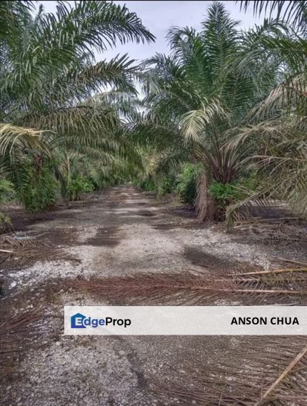 Pekan Nanas Pontian Oil Palm Land For Sale, Johor, Pontian