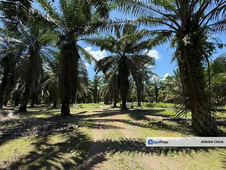 Simpang Renggam @ 5 Acres Freehold Land with Reserve Road For Sale, Johor, Kluang