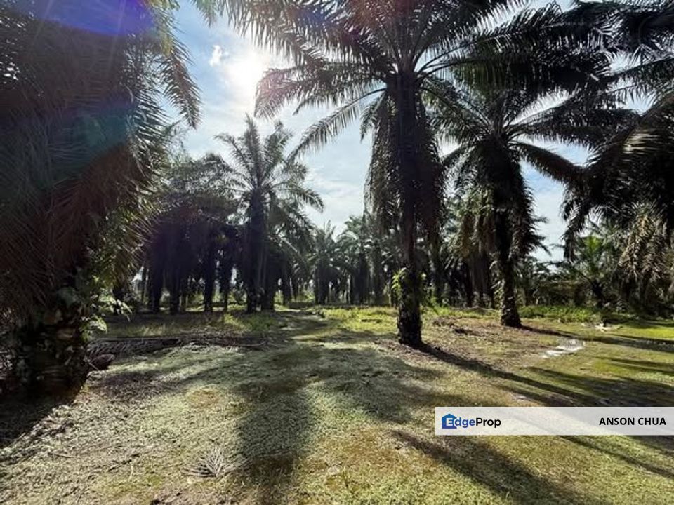 Simpang Renggam @ 5 Acres Freehold Land with Reserve Road For Sale, Johor, Kluang