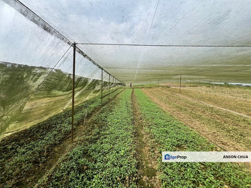 Sungai Tiram @ Freehold 7 Acres Agriculture Land For Sale, Johor, Ulu Tiram