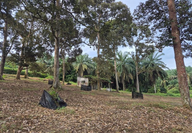Rimba Terjun Pontian
