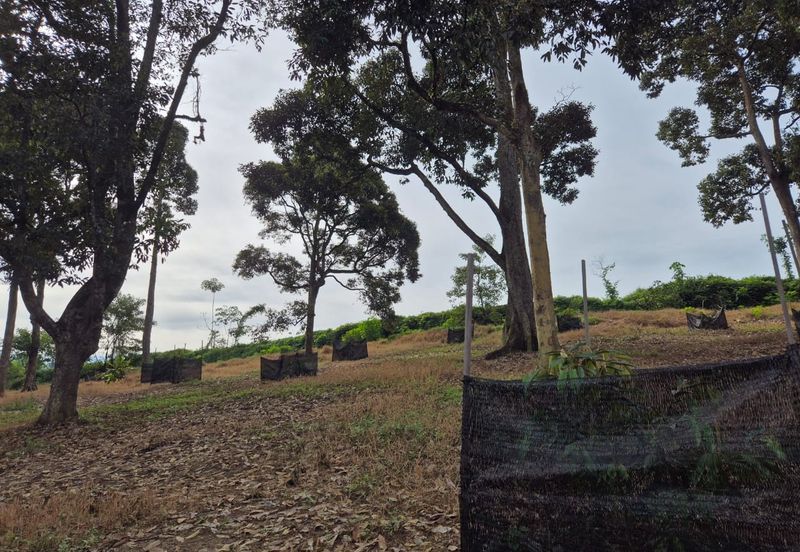 Rimba Terjun Pontian